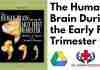 The Human Brain During the Early First Trimester PDF