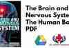 The Brain and the Nervous System The Human Body PDF